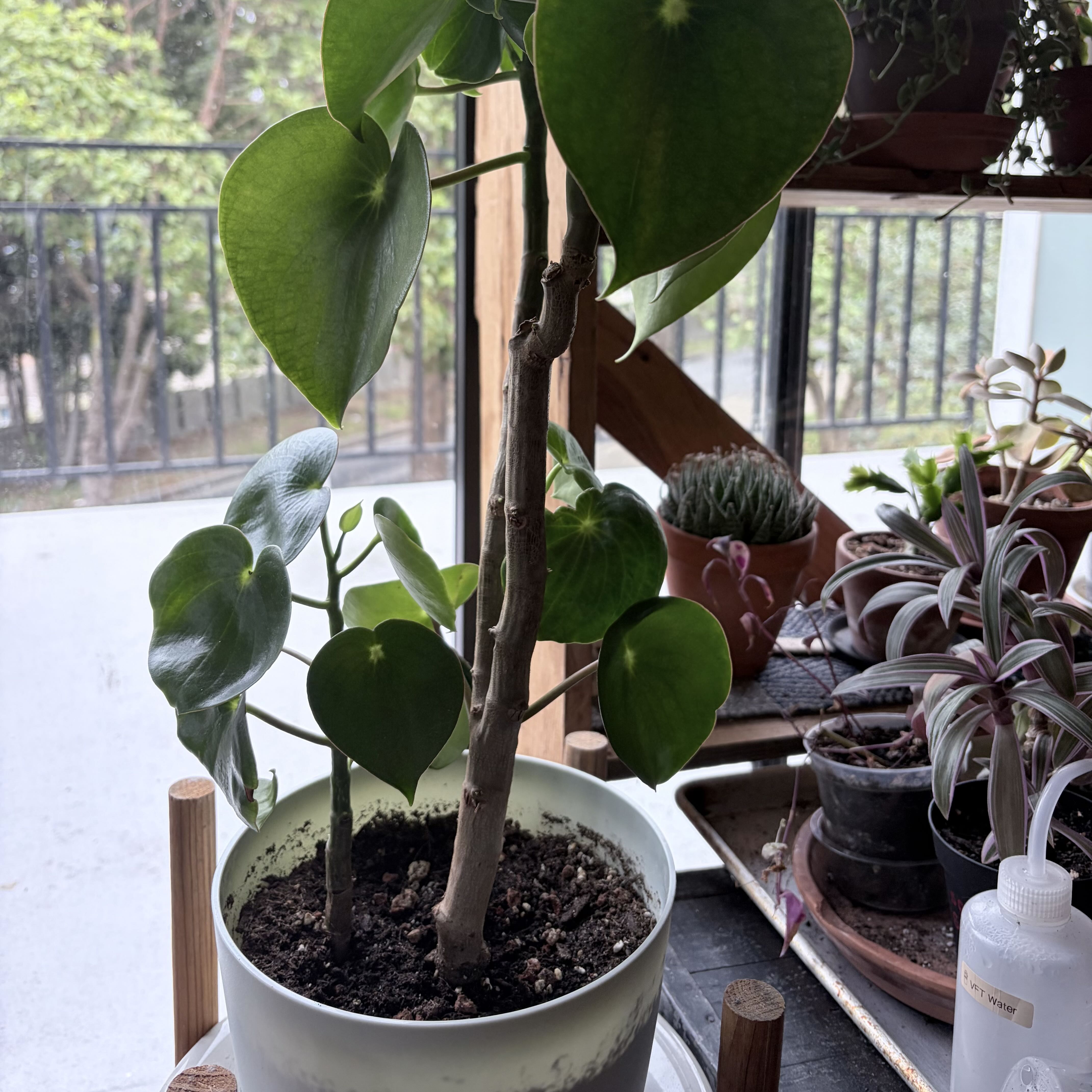 Photo from the post