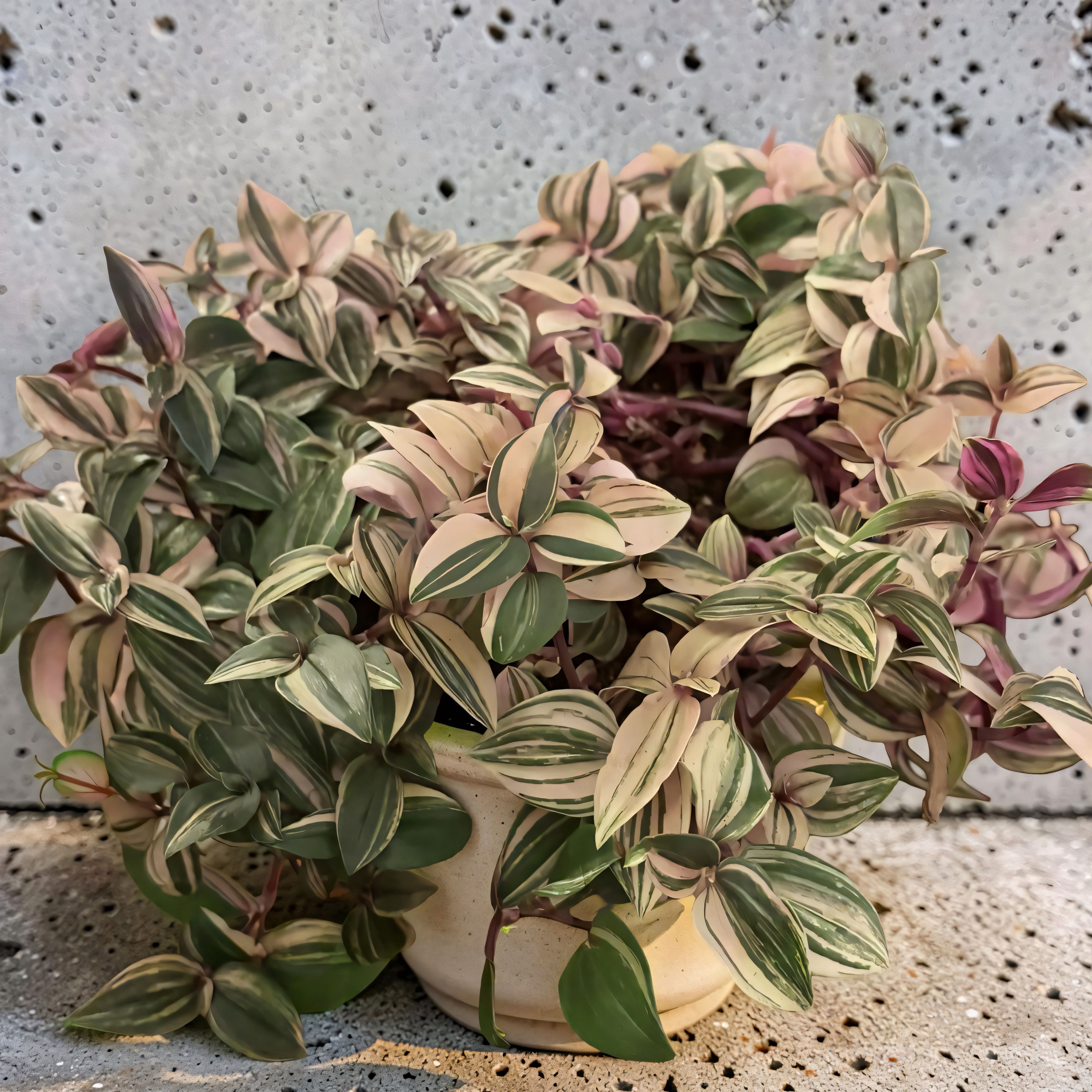 Photo of the plant species Tradescantia by @stephonicle named Tradescantia mundula 'Lisa' on Greg, the plant care app