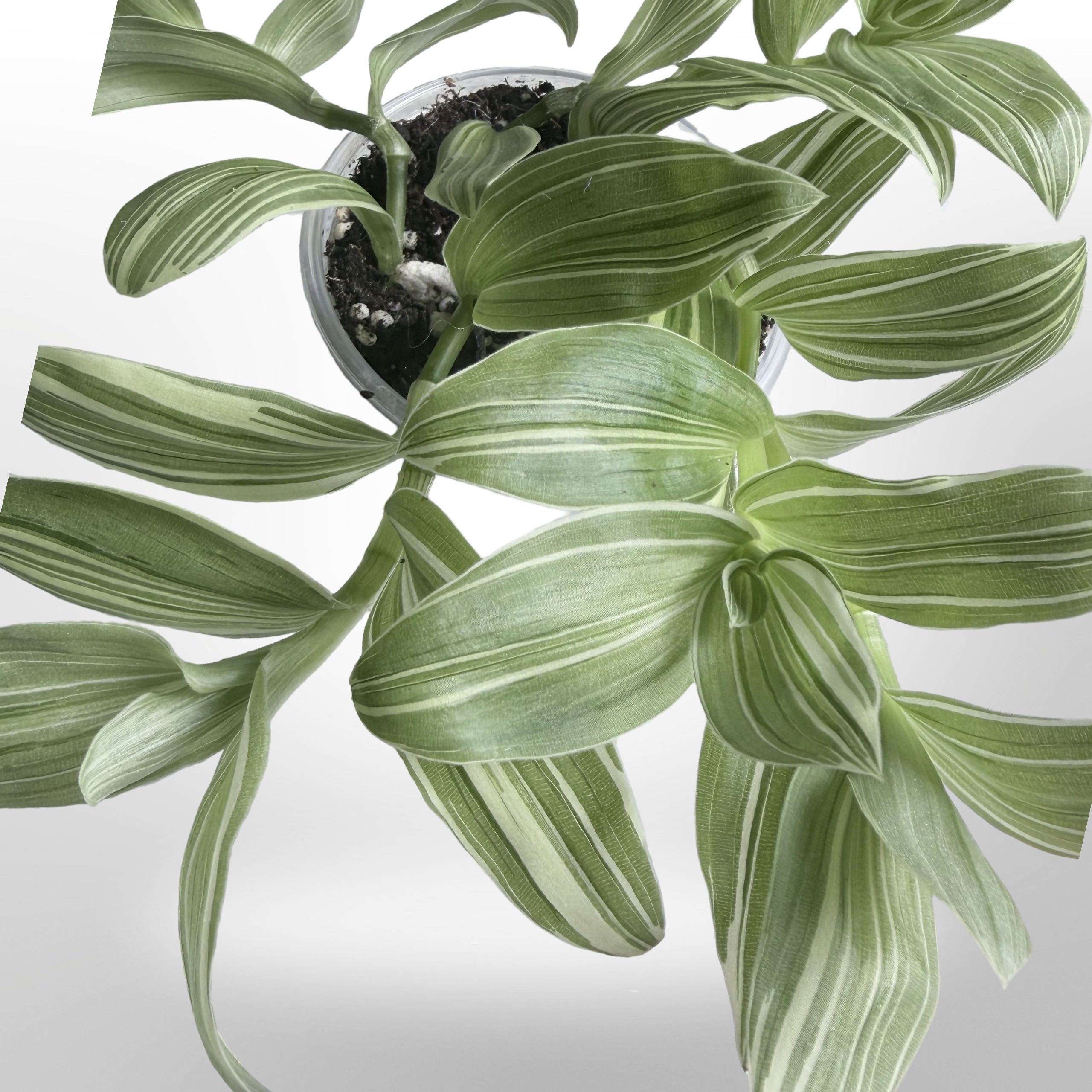 Photo of the plant species tradescantia by @stephonicle named Tradescantia Ivory Hill (Continental Group) on Greg, the plant care app
