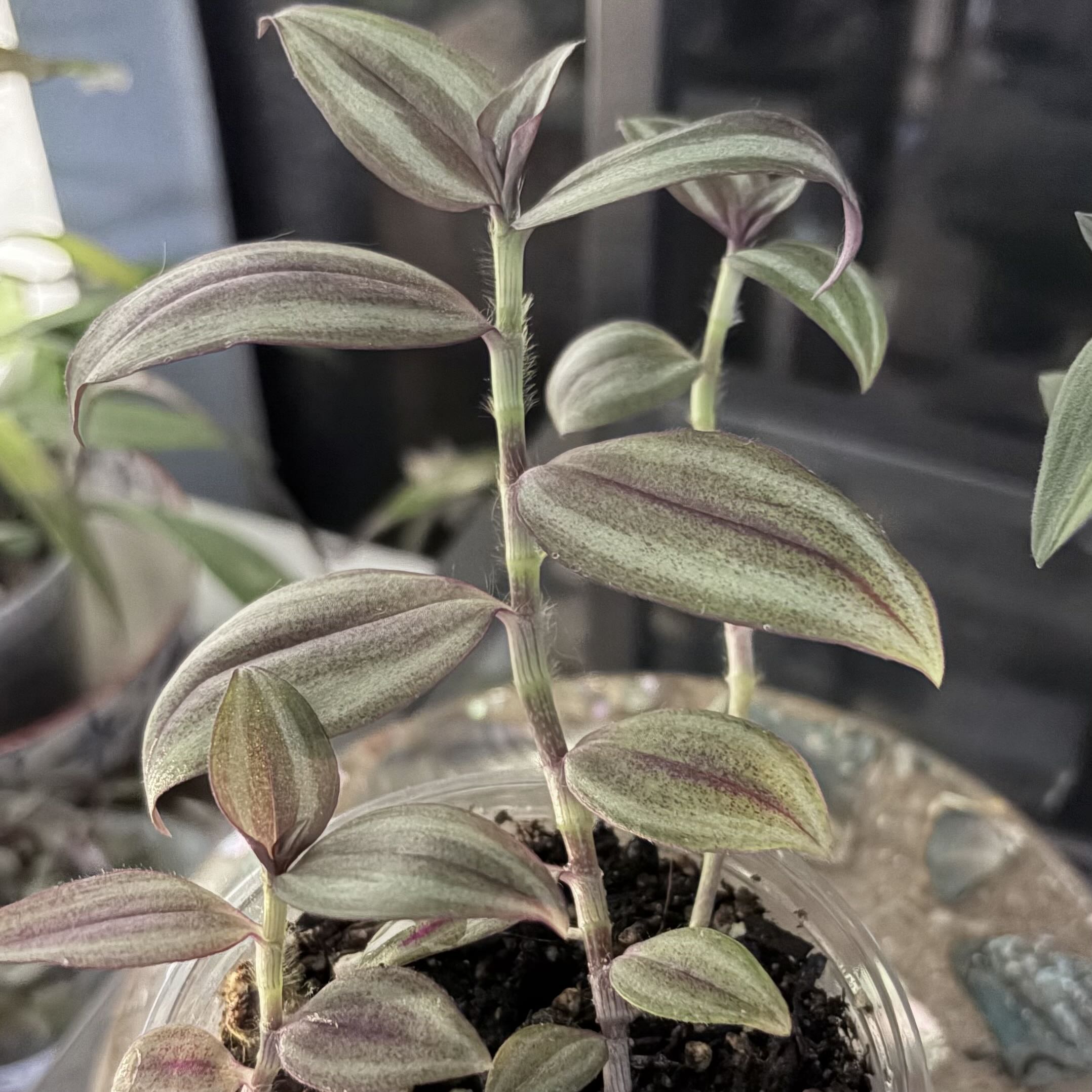 Photo of the plant species Tradescantia zebrina 'Sepia Grain' by @stephonicle named #2 Tradescantia zebrina 'Sepia Grain' on Greg, the plant care app