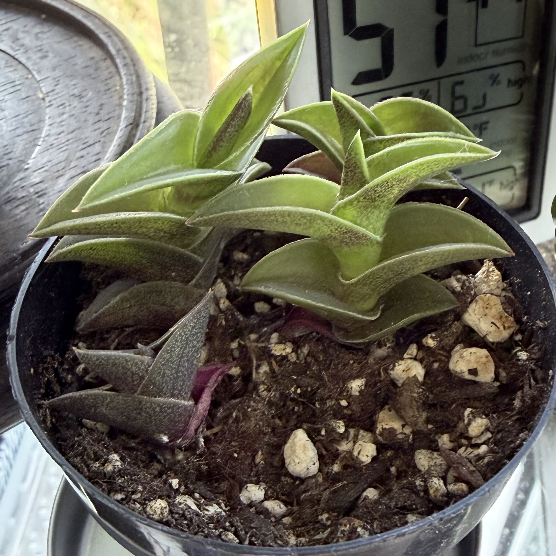 Photo of the plant species Chain Plant by @stephonicle named Callisia navicularis (Chain Plant) on Greg, the plant care app
