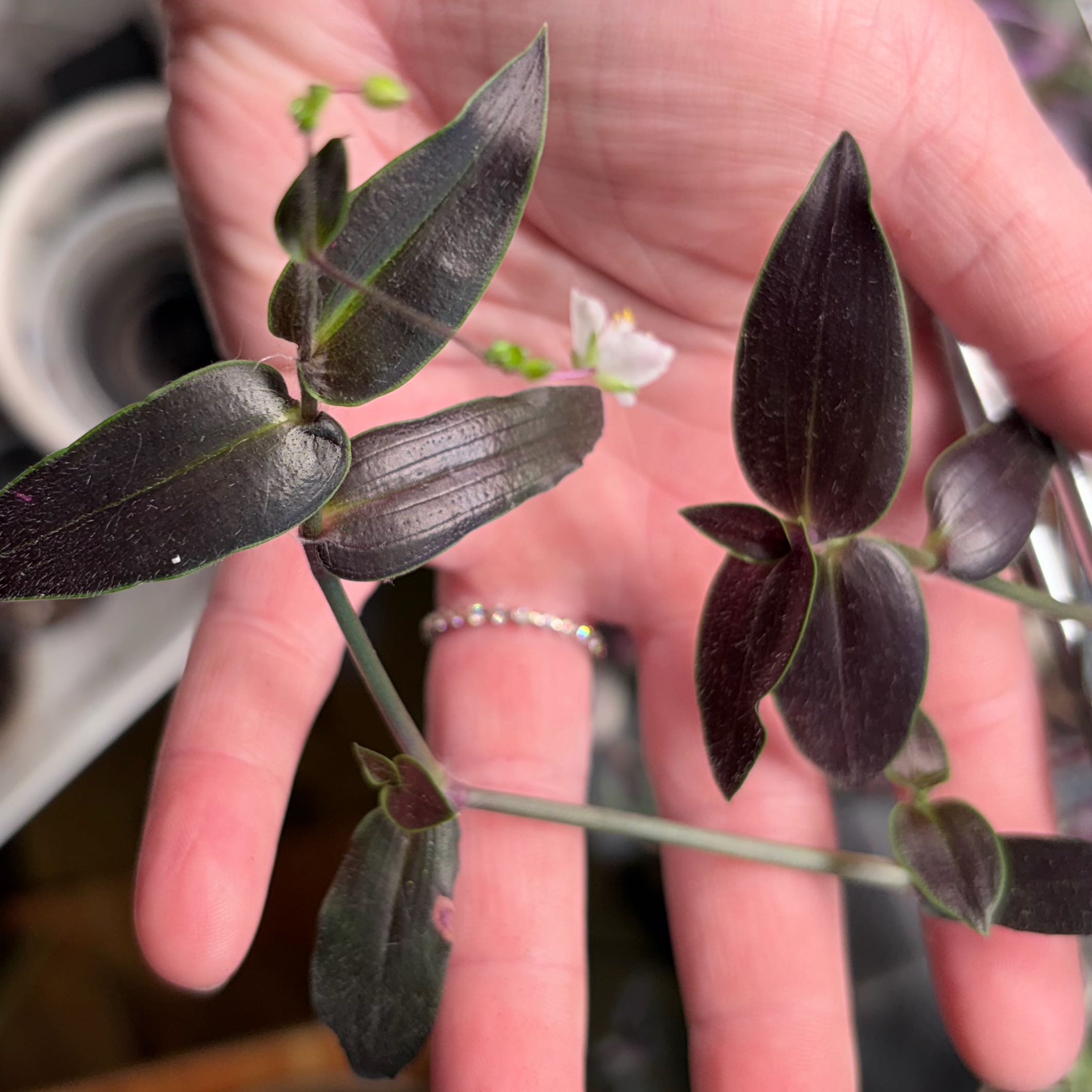 Photo of the plant species Gibasis 'Jose Puig' by @stephongreg named Gibasis 'Jose Puig' on Greg, the plant care app