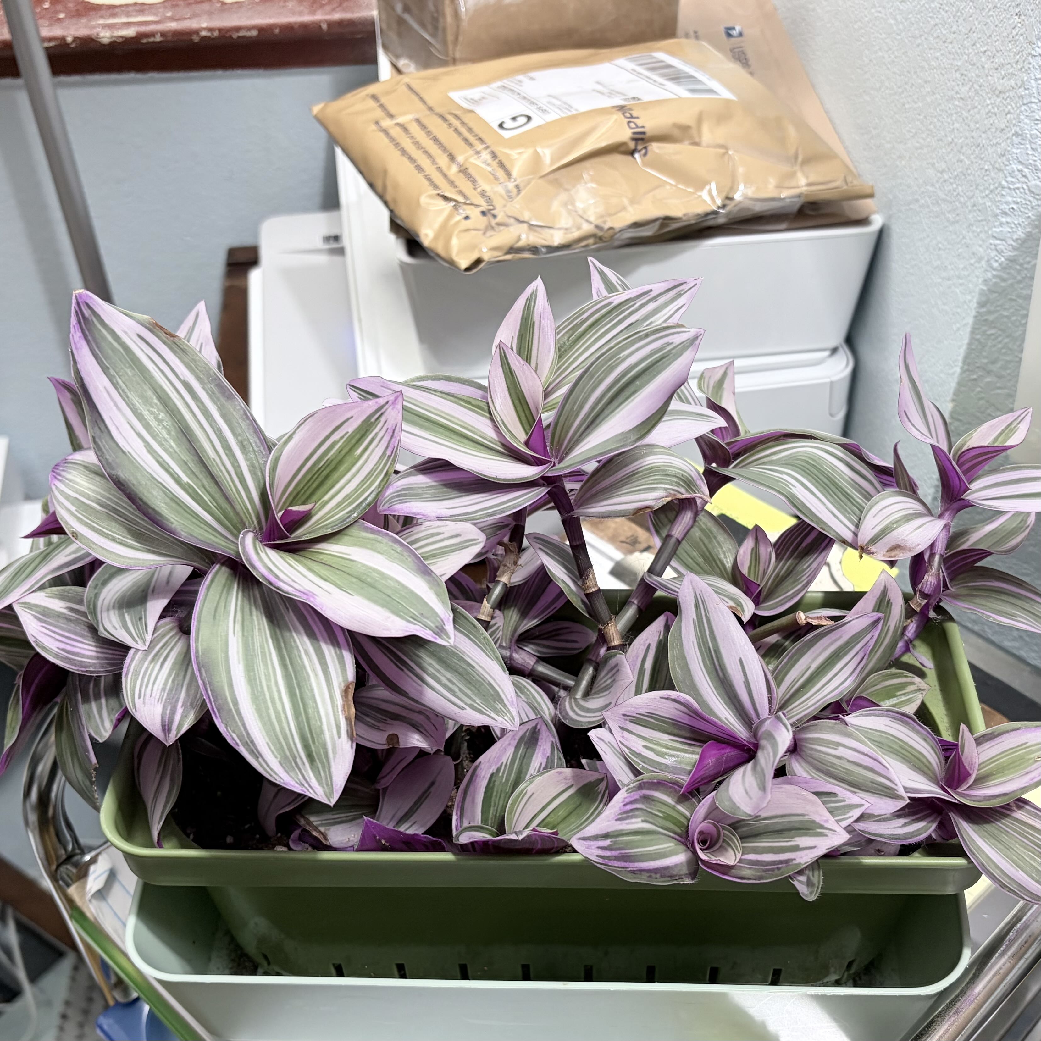Photo from the post