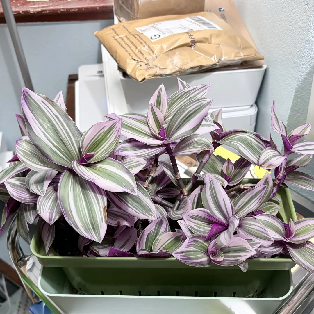 Photo from the post