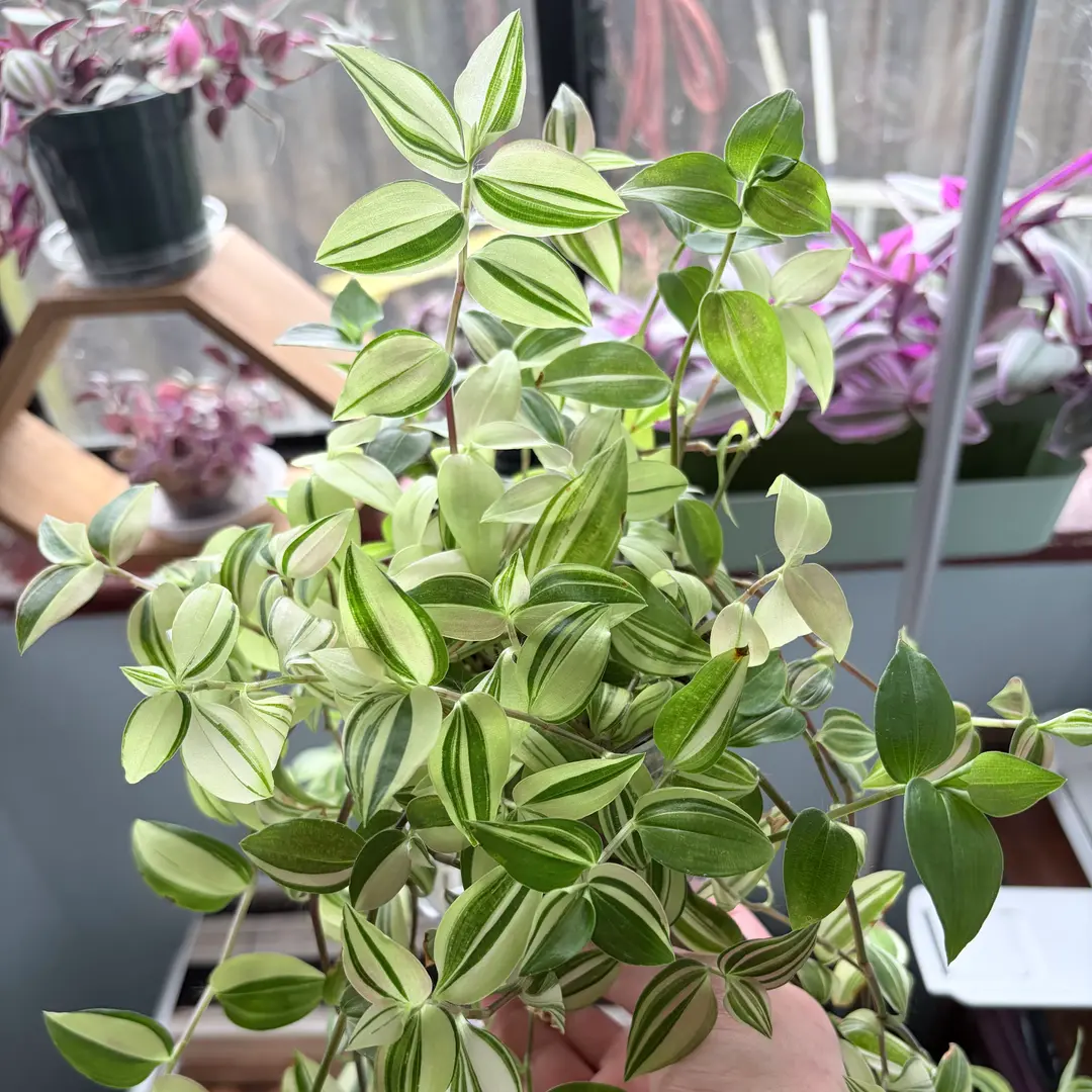 Photo from the post