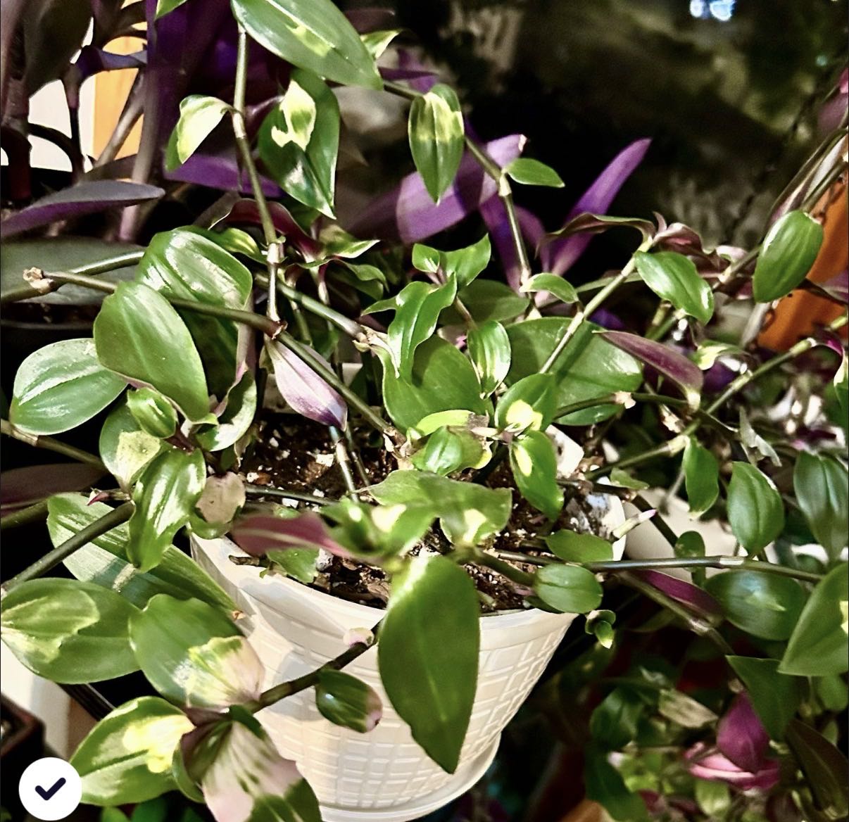 Photo from the post