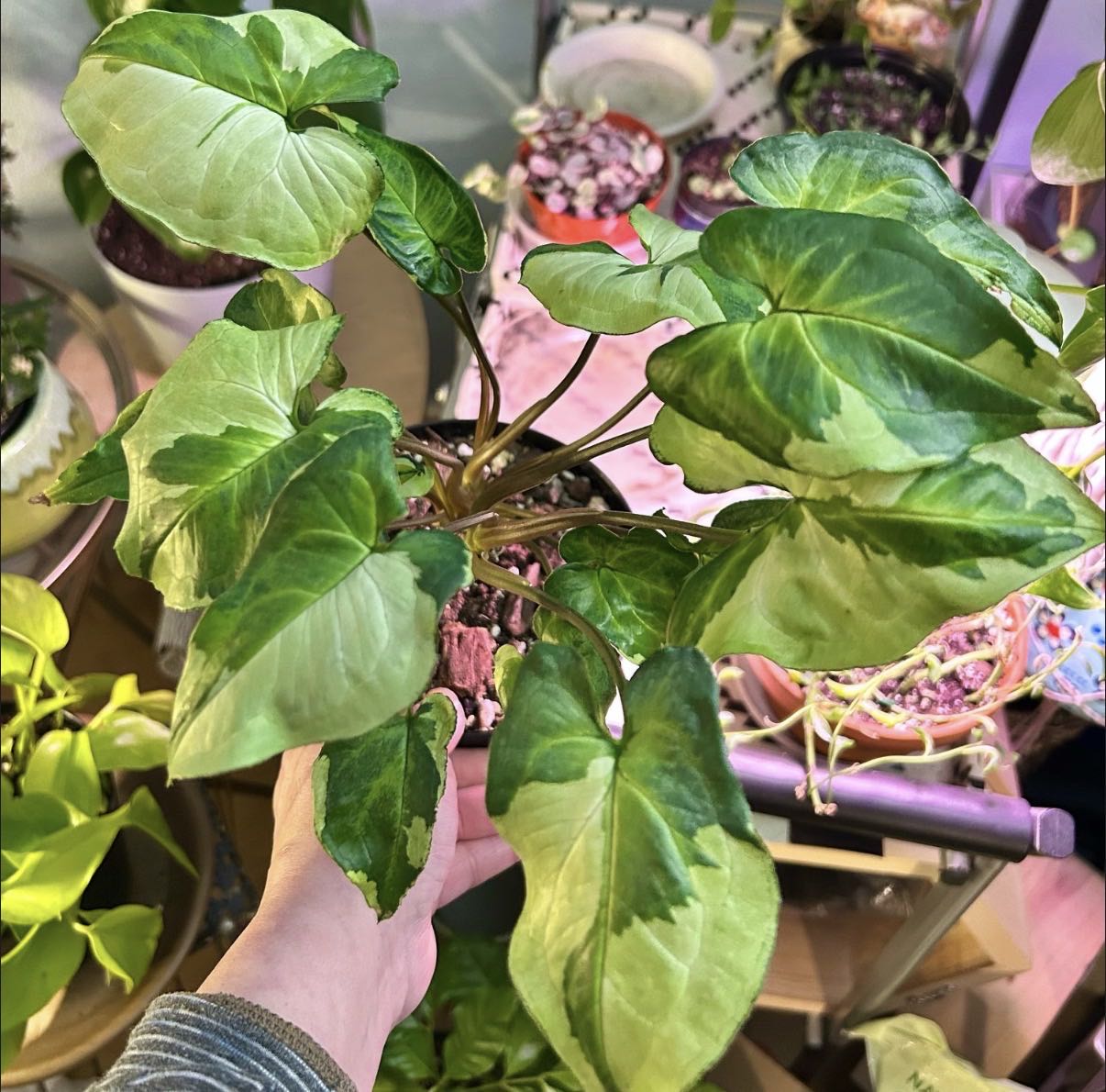 Photo from the post