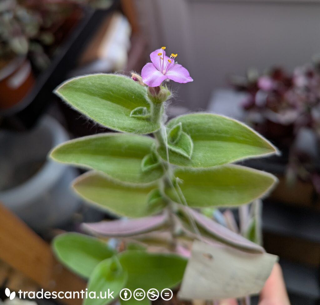 Photo from the post