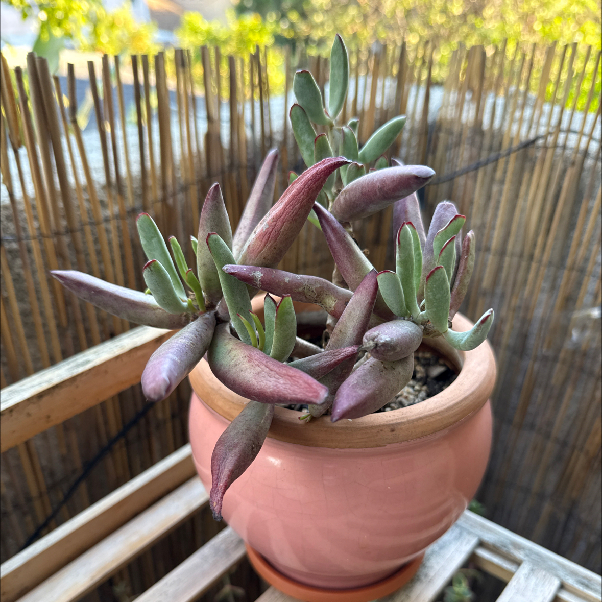 Photo of the plant species Cotyledon 'Chocolate Fingers' by @FineTitoki named Edward on Greg, the plant care app
