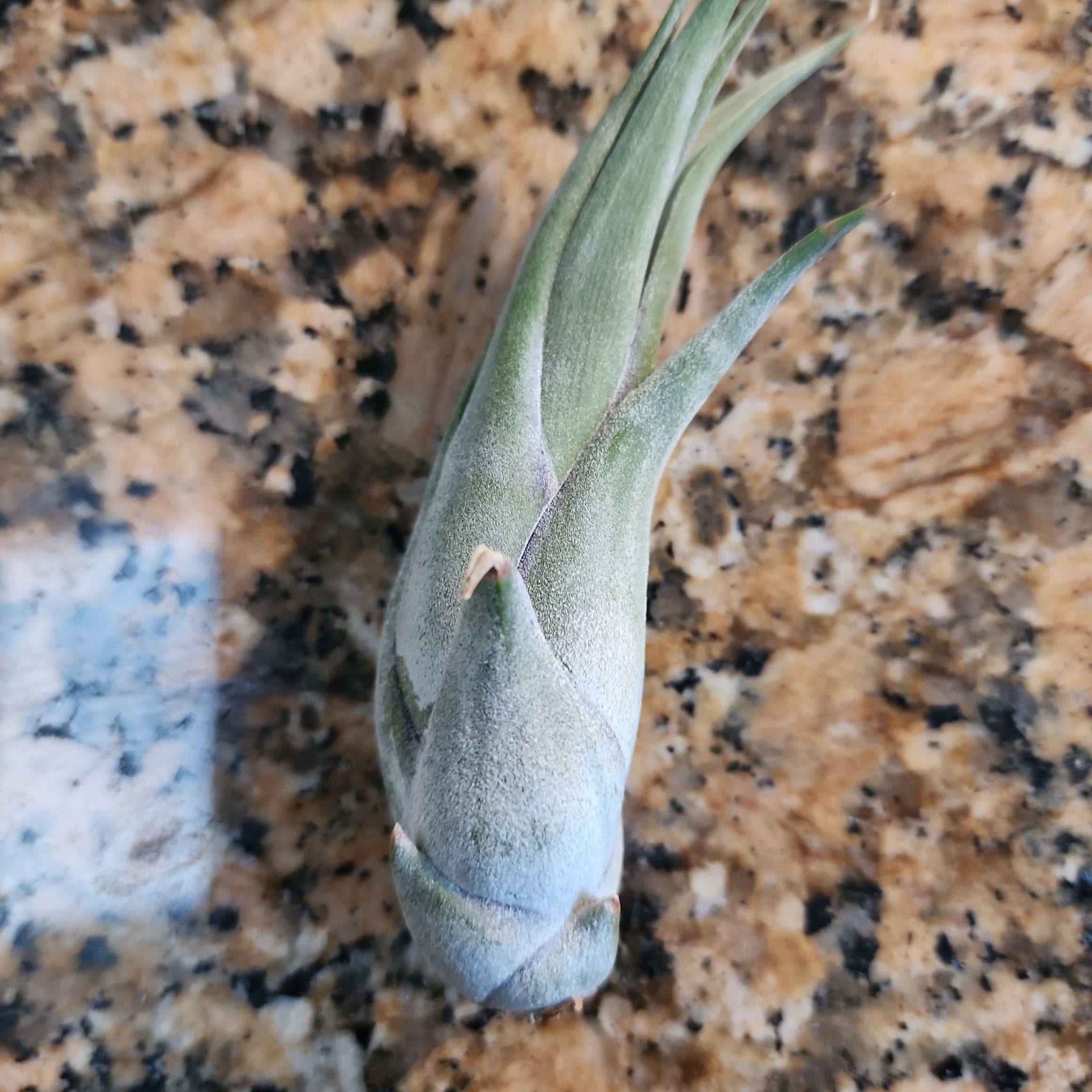 Photo of the plant species Guatemala Air Plant by @ThrillingEndive named Air Plant Guatemala on Greg, the plant care app