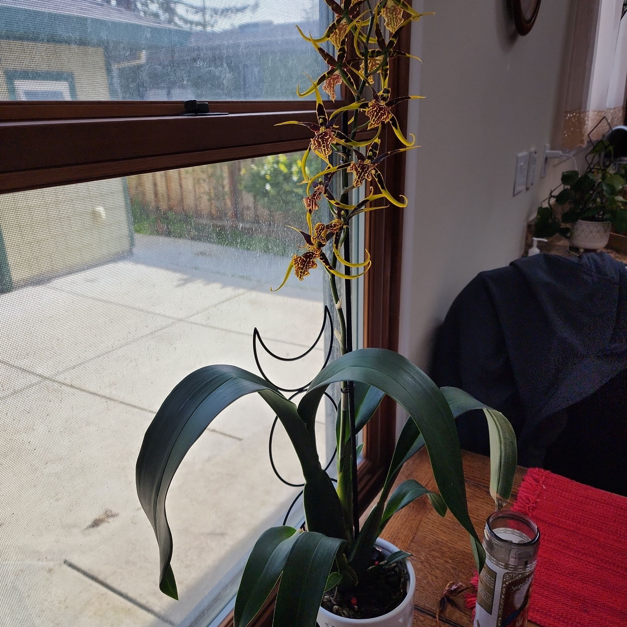 Cockleshell Orchid with vibrant green leaves and distinctive flowers near a window.