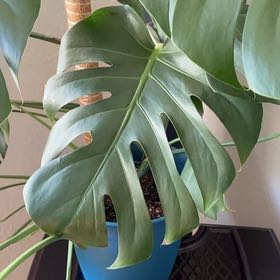 Tree Diddy | A plant by @IdolSierrapea on Greg