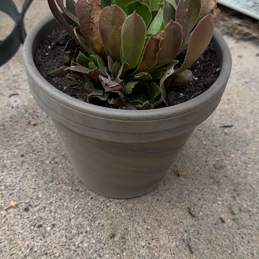 Photo of the plant species Aeonium 'Blushing Beauty' by @CarnivorousRyan named Orlando Bloom on Greg, the plant care app