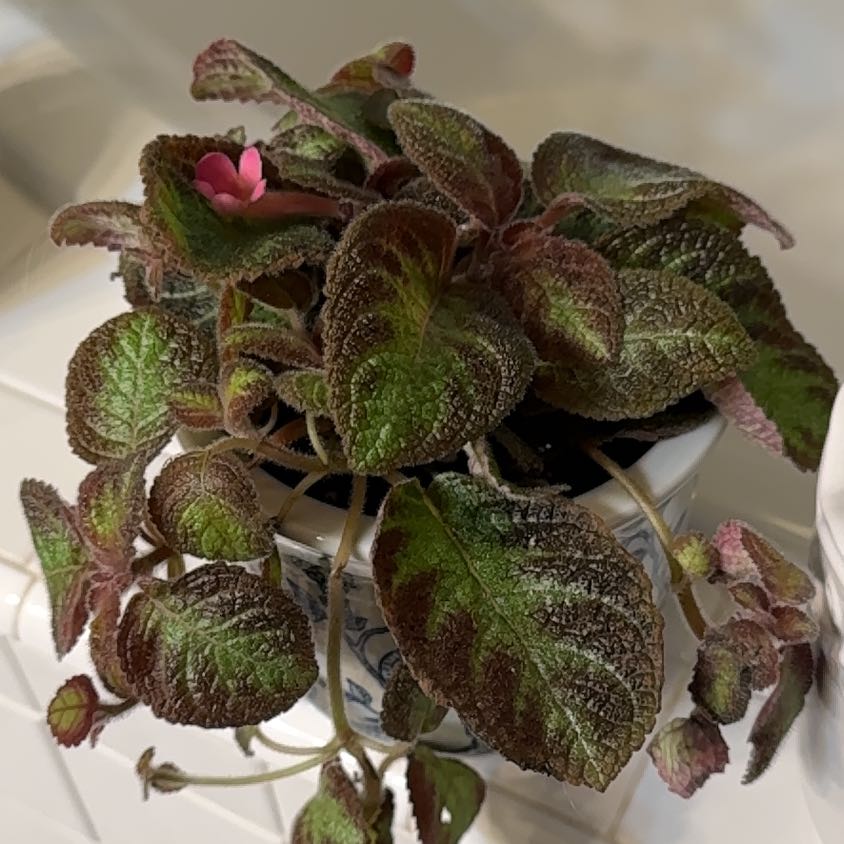 Flame Violet plant with dark green leaves, a small pink flower, and visible soil in a pot.