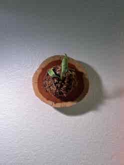 Staghorn Fern plant