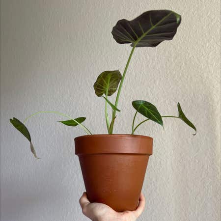 Photo of the plant species Alocasia 'Regal Shields' by Laurenashley named A. Regal Shields on Greg, the plant care app