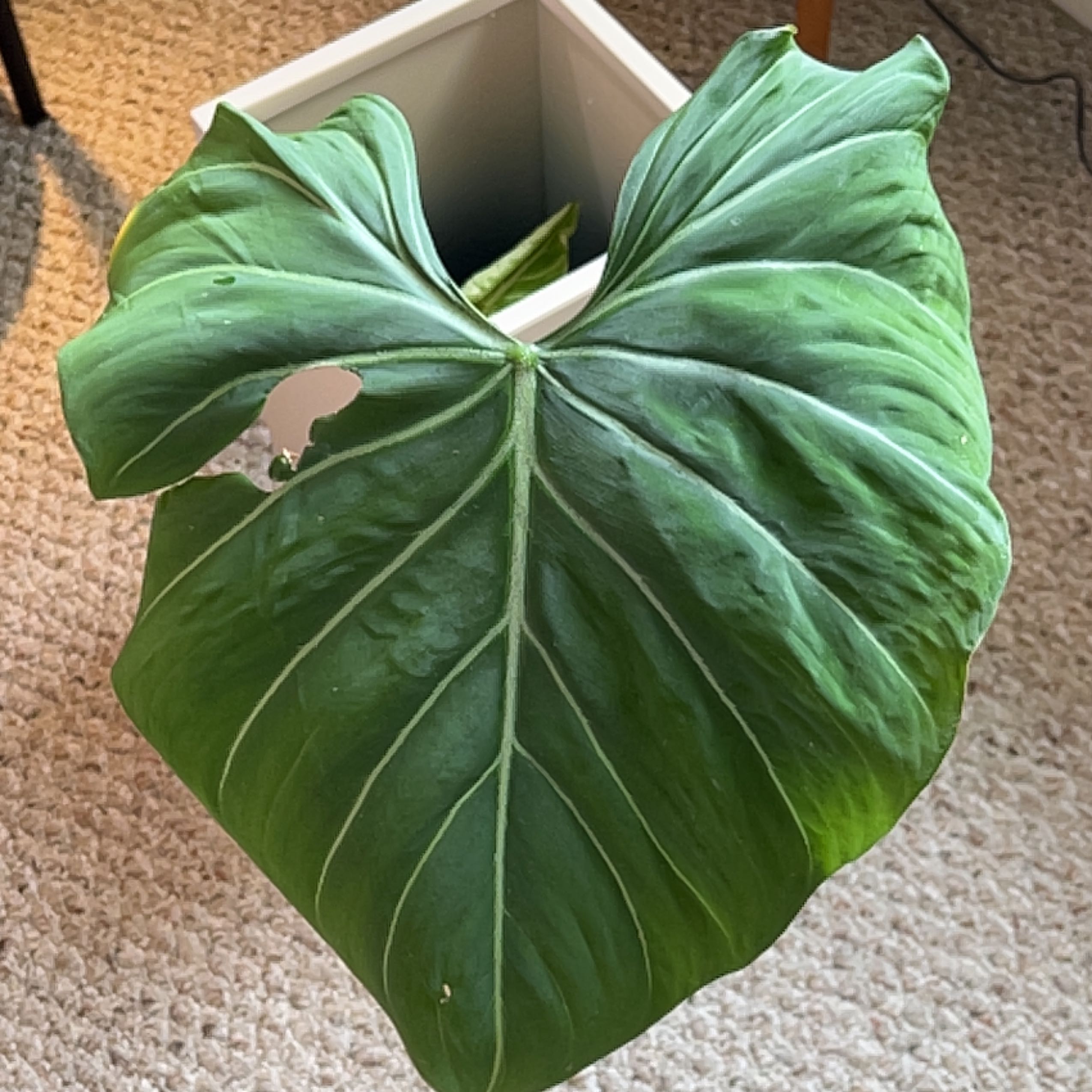 Large green leaf of a Philodendron gloriosum with prominent veins and a small tear.