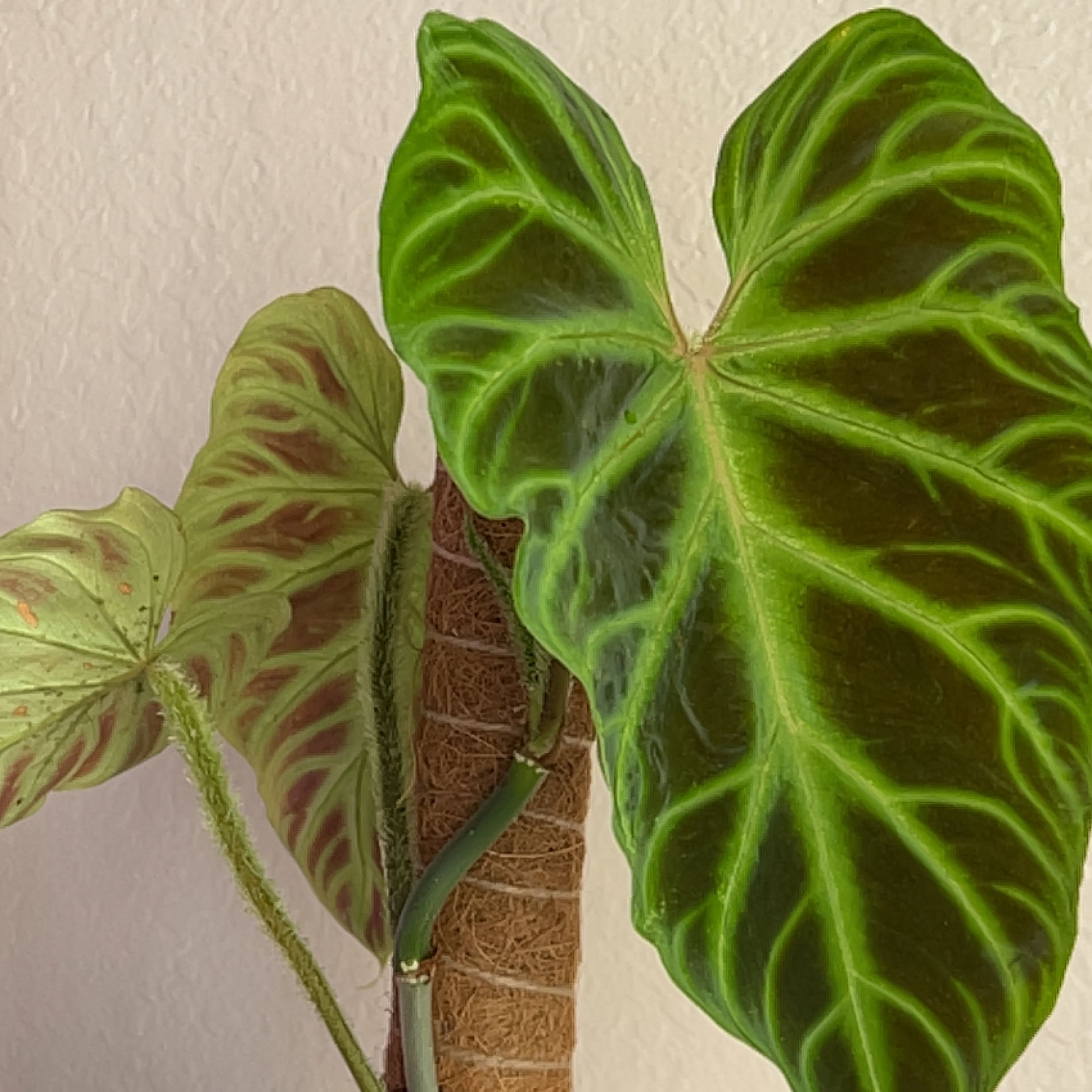 Ecuador Philodendron with large, vibrant green leaves and prominent veins.