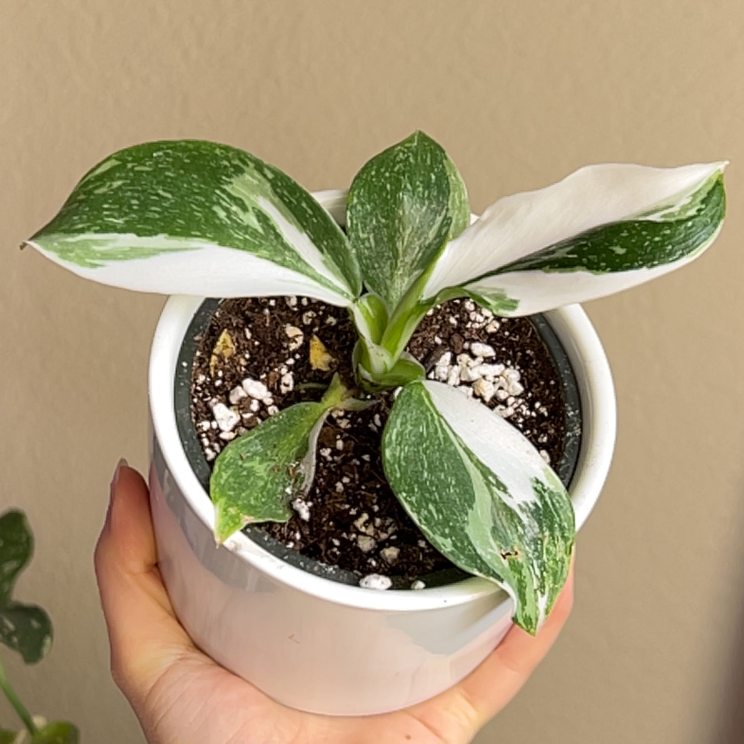 White Knight Philodendron in a white pot with variegated leaves, held by a hand.