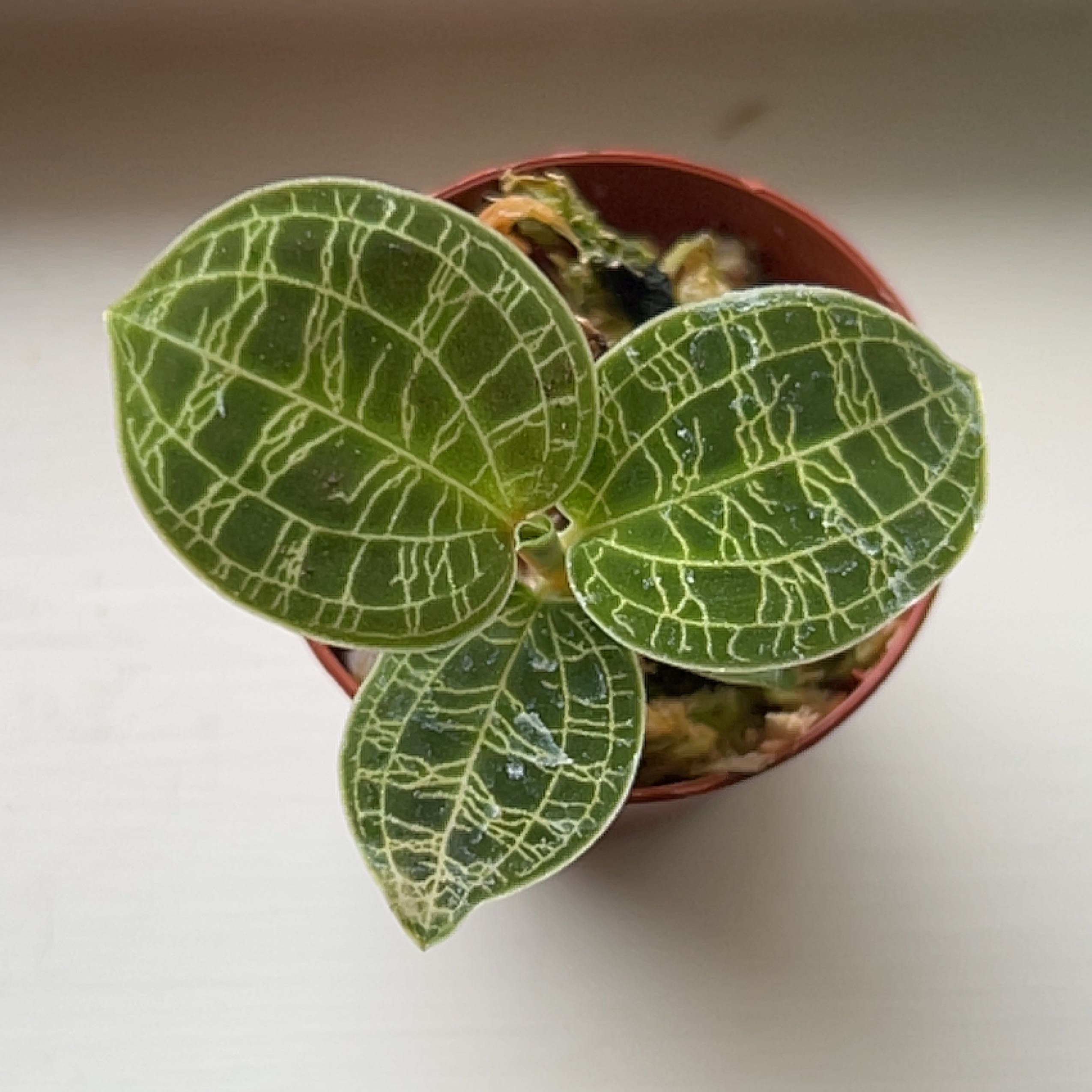 Jewel Orchid plant in a small pot with green leaves and white veining.
