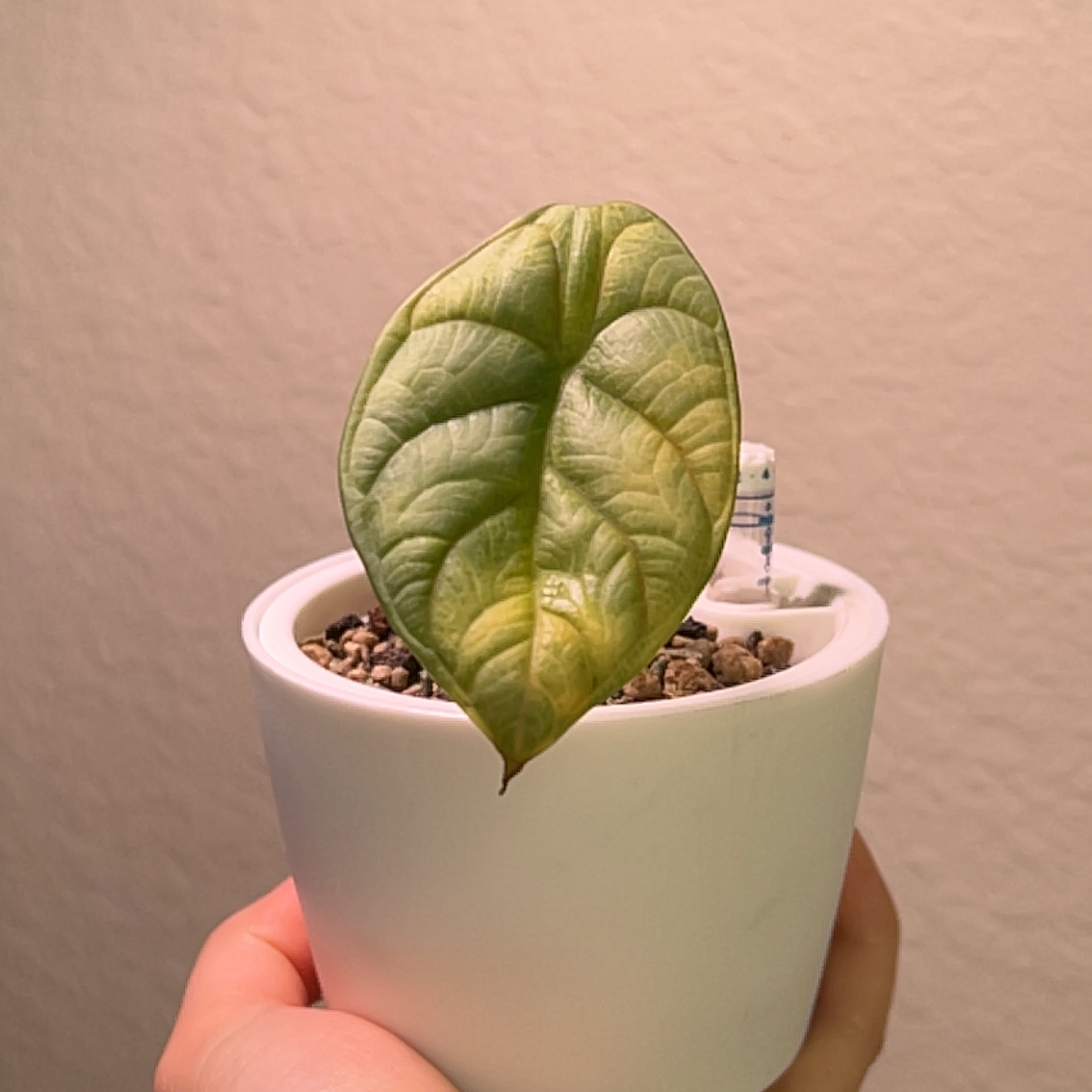 Alocasia 'Dragon Scale' plant in a white pot with visible yellowing on the leaf tip, held by a hand.