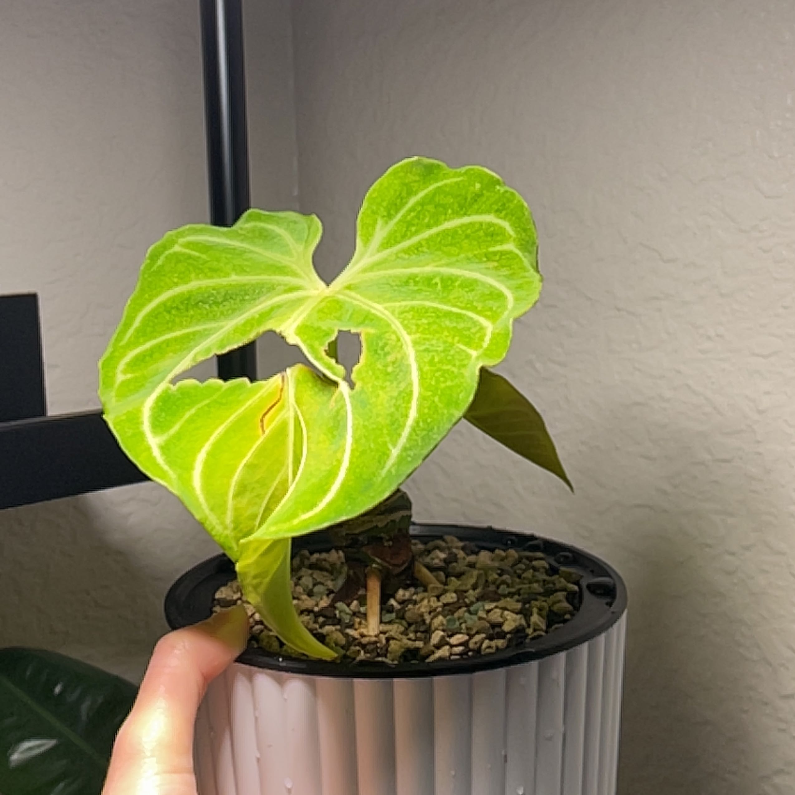 A healthy Anthurium regale plant in a pot with vibrant green leaves and visible soil.