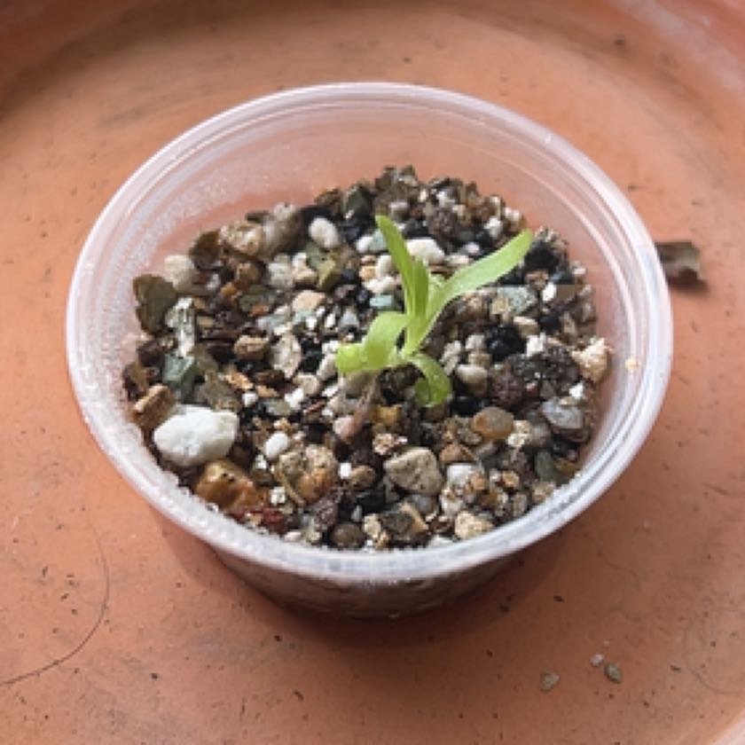 Photo of the plant species Aphrodite Butterwort by @laurenashley named Pinguicula Aphrodite on Greg, the plant care app