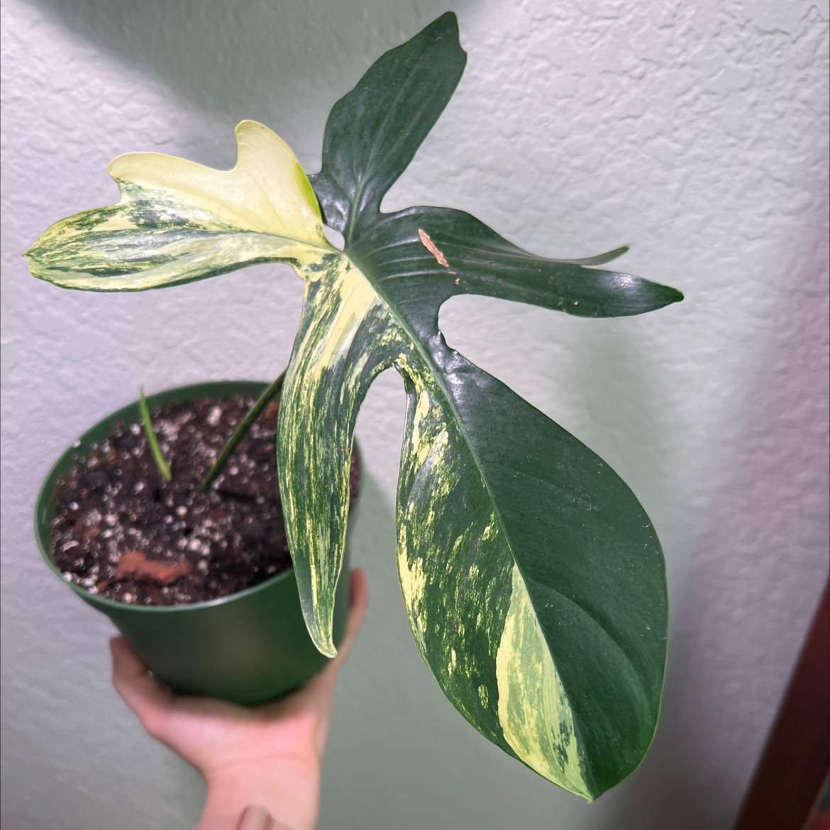 Philodendron Pedatum plant with variegated leaves in a pot, held by a hand.