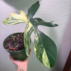 Philodendron Pedatum plant