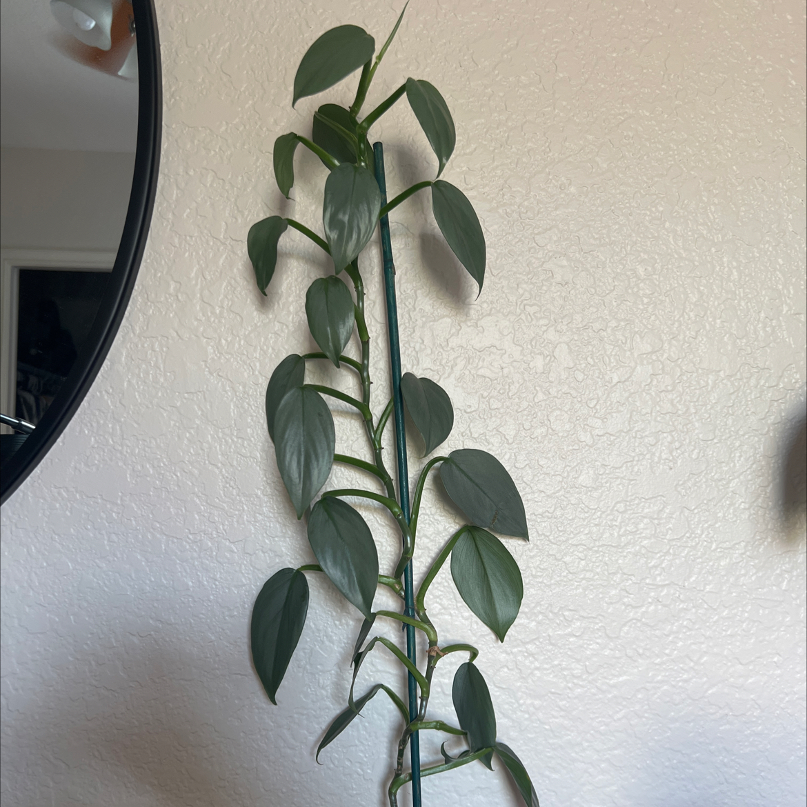 Tall Silver Sword Philodendron with elongated, heart-shaped leaves supported by a stake.