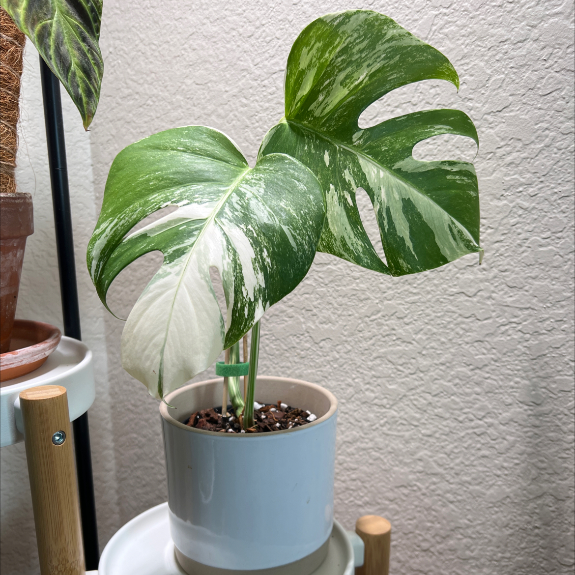 Monstera 'Albo' plant with variegated leaves in a white pot, well-framed and in focus.