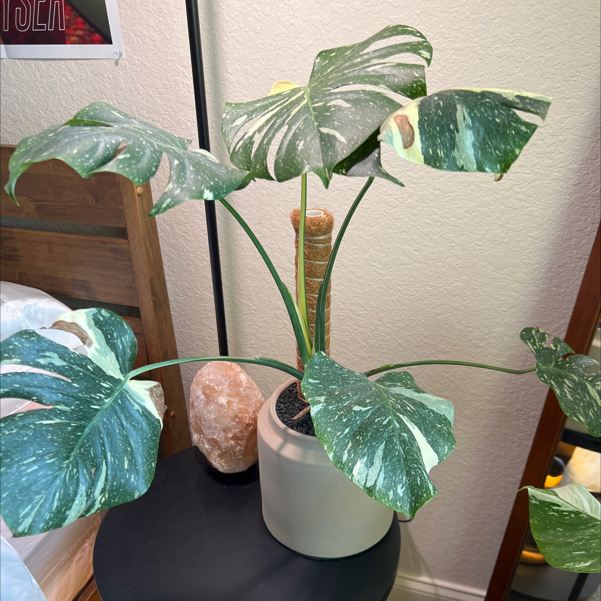 Thai Constellation Monstera plant in a pot with variegated leaves.