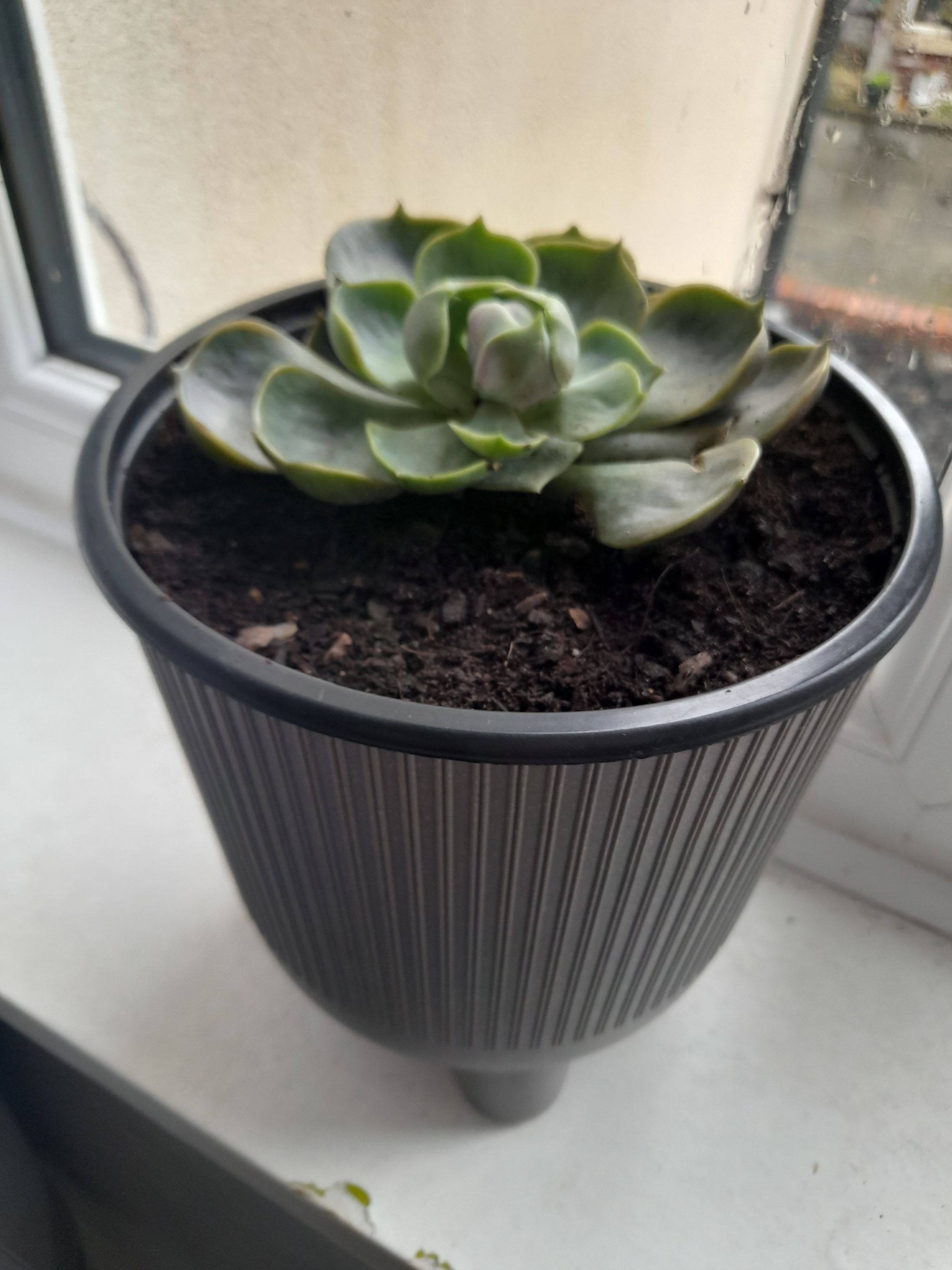 Photo of the plant species Echeveria 'Blue Rose' by @EminentPalmier named Sabrina on Greg, the plant care app