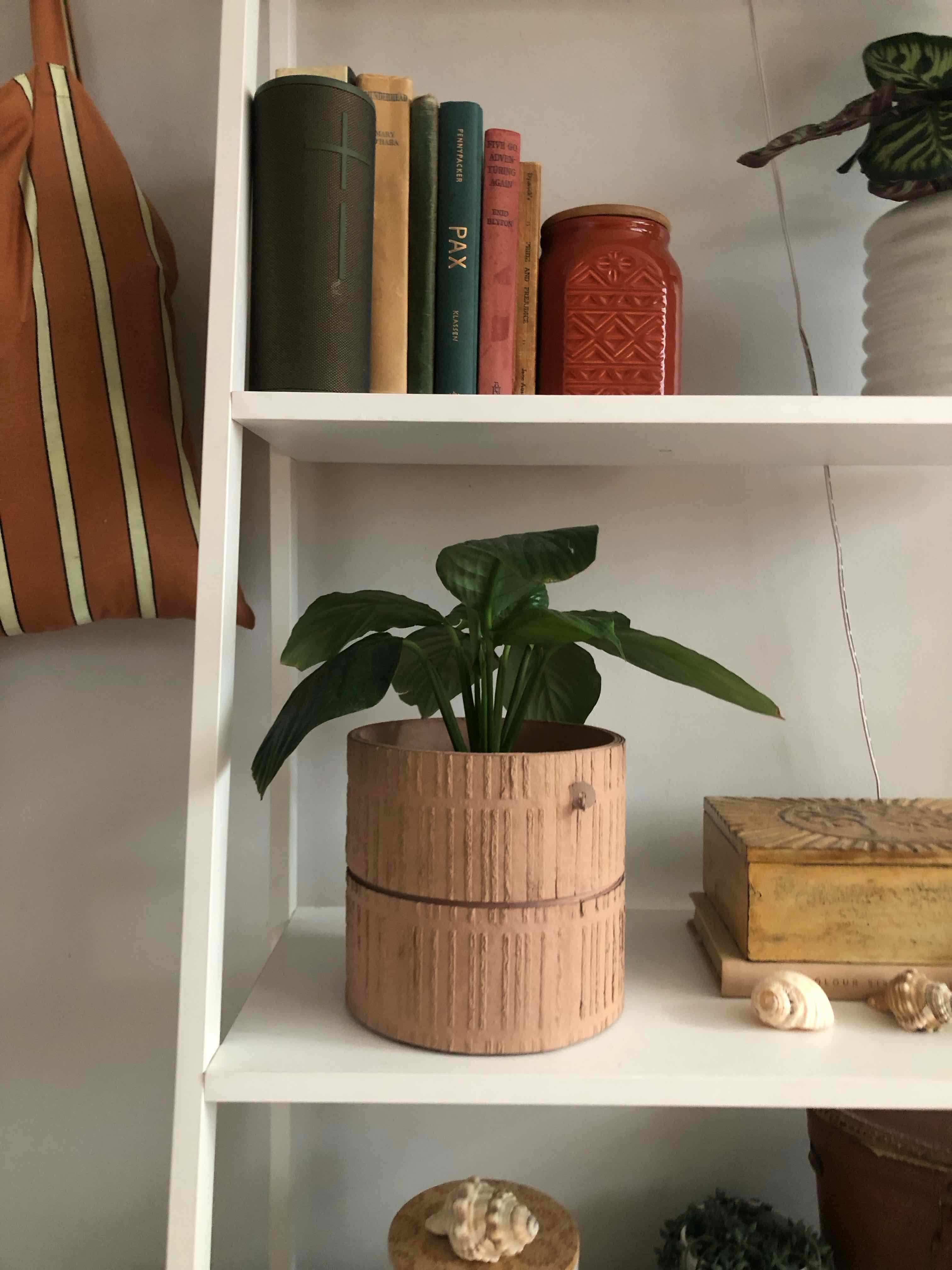Peace Lily plant photo by @charlottelanders named Billy on Greg, the plant care app.