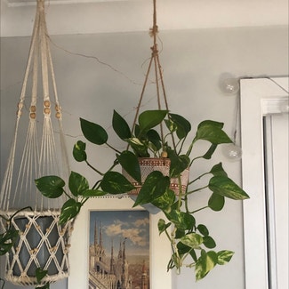 Golden Pothos plant in Port Macquarie, New South Wales