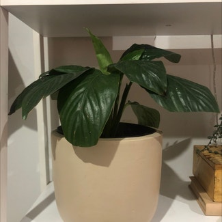 Peace Lily plant in Port Macquarie, New South Wales
