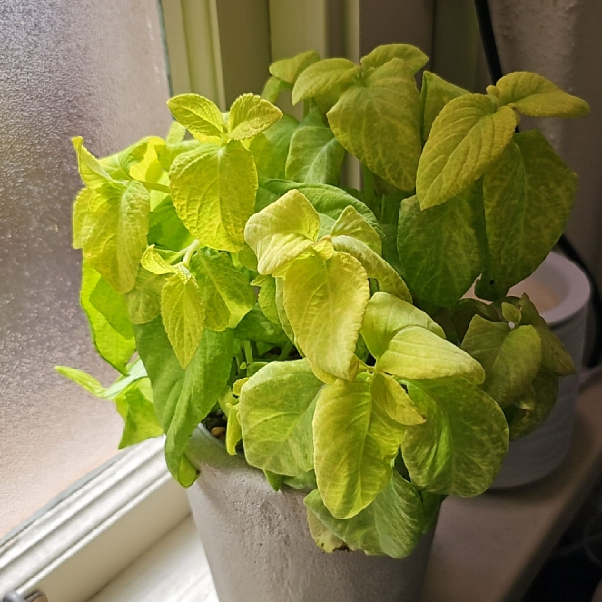 Photo of the plant species Coleus 'Wizard Golden' by @rdelk named Pax on Greg, the plant care app