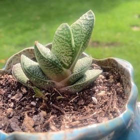 Photo of the plant species Gasteria 'Purple Dragon' by @JoyousSnowdrop named Bieber on Greg, the plant care app