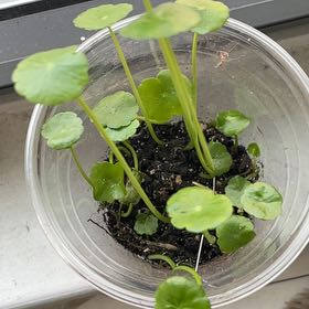 Photo of the plant species Manyflower Marshpennywort by @BestMostii named Niña on Greg, the plant care app