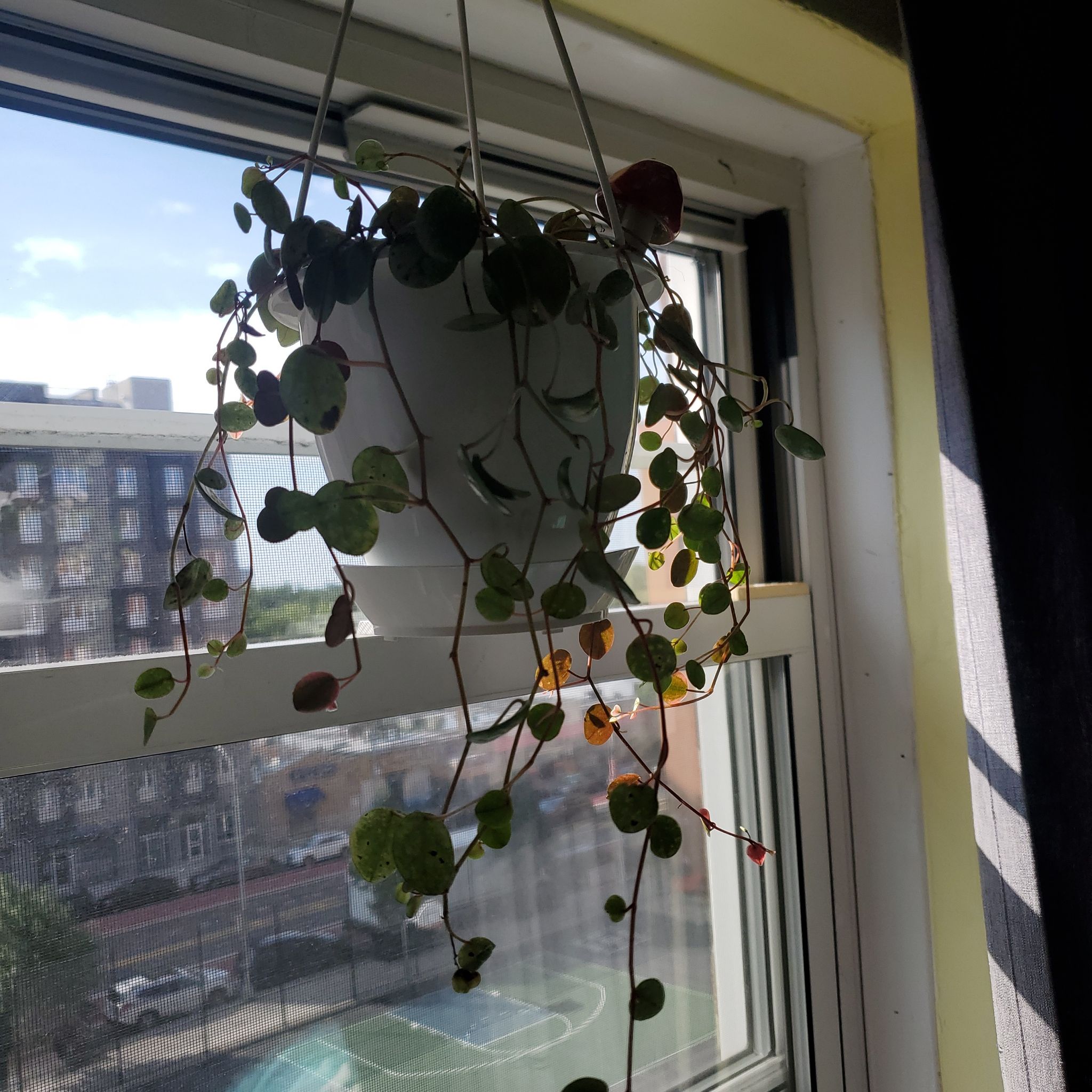Photo of the plant species Ruby Cascade by @botanicalarts named Peperonia Ruby Cascade on Greg, the plant care app