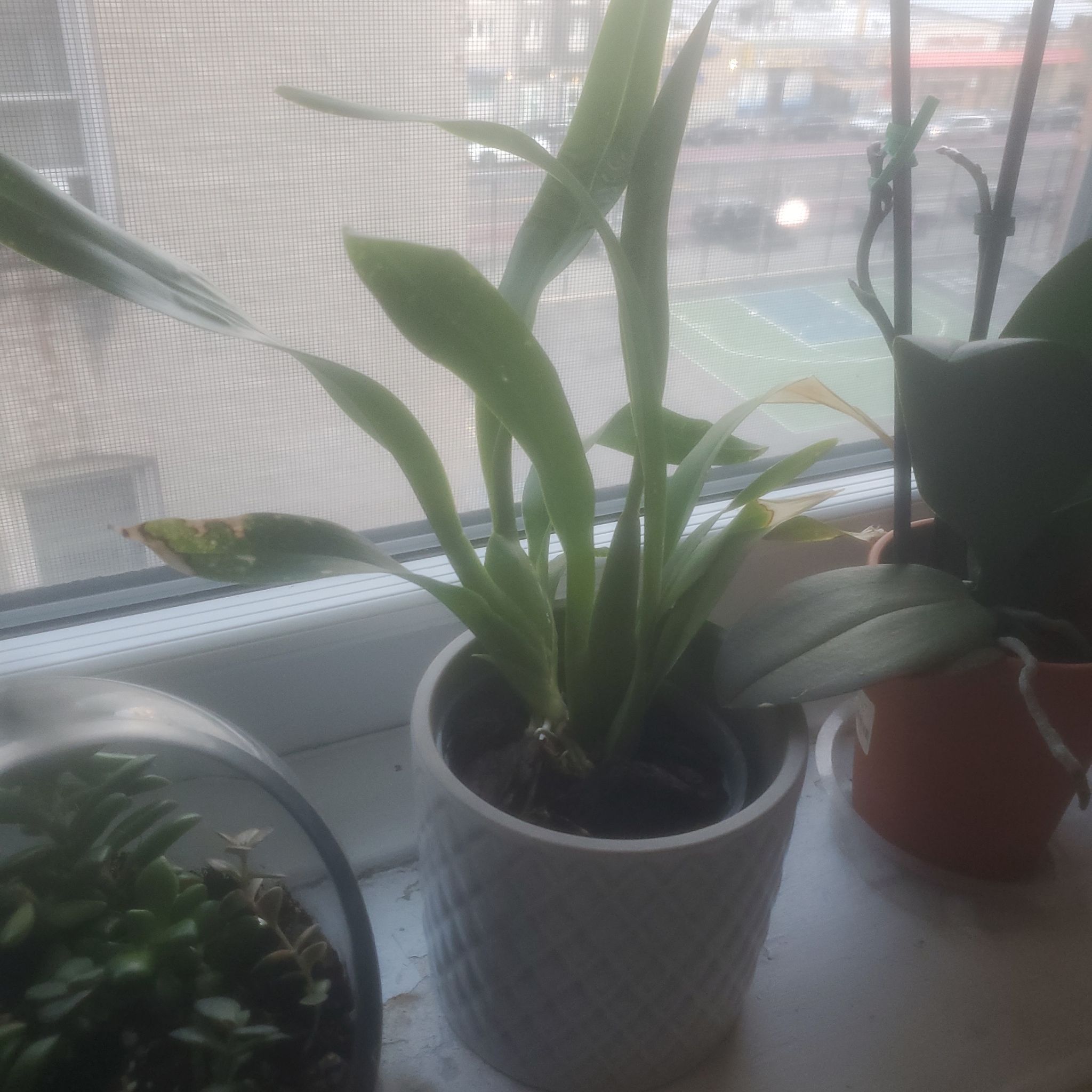 Photo of the plant species Sharry Baby Orchid by @botanicalarts named Sharry Baby on Greg, the plant care app