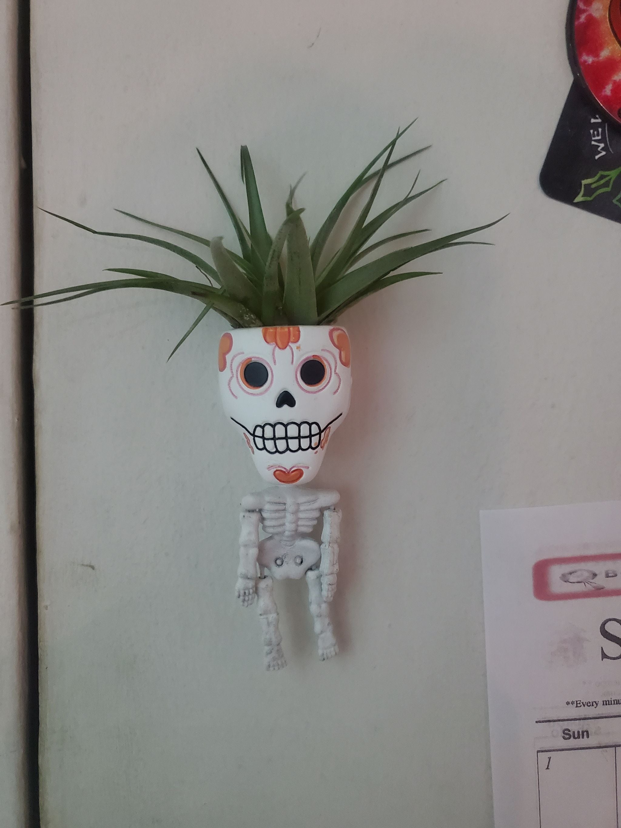 🌬️ How to Fix Leaves Falling Over on Your Air Plants