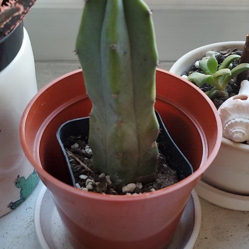 Photo of the plant species Blue Candle by @botanicalarts named Luna on Greg, the plant care app