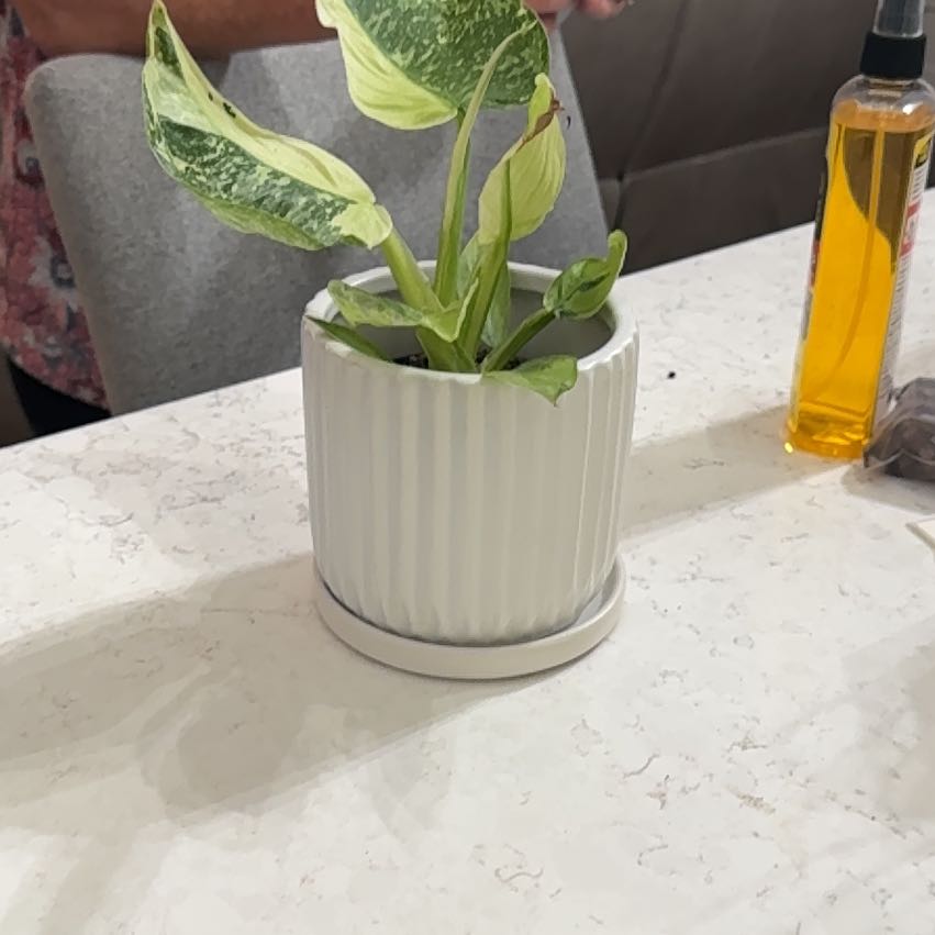 Photo of the plant species Philodenron Jose Buono by @BigwigMoonstone named Messi on Greg, the plant care app