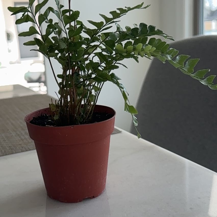 Photo of the plant species Mahogany Fern by @BigwigMoonstone named Fernie Sanders on Greg, the plant care app