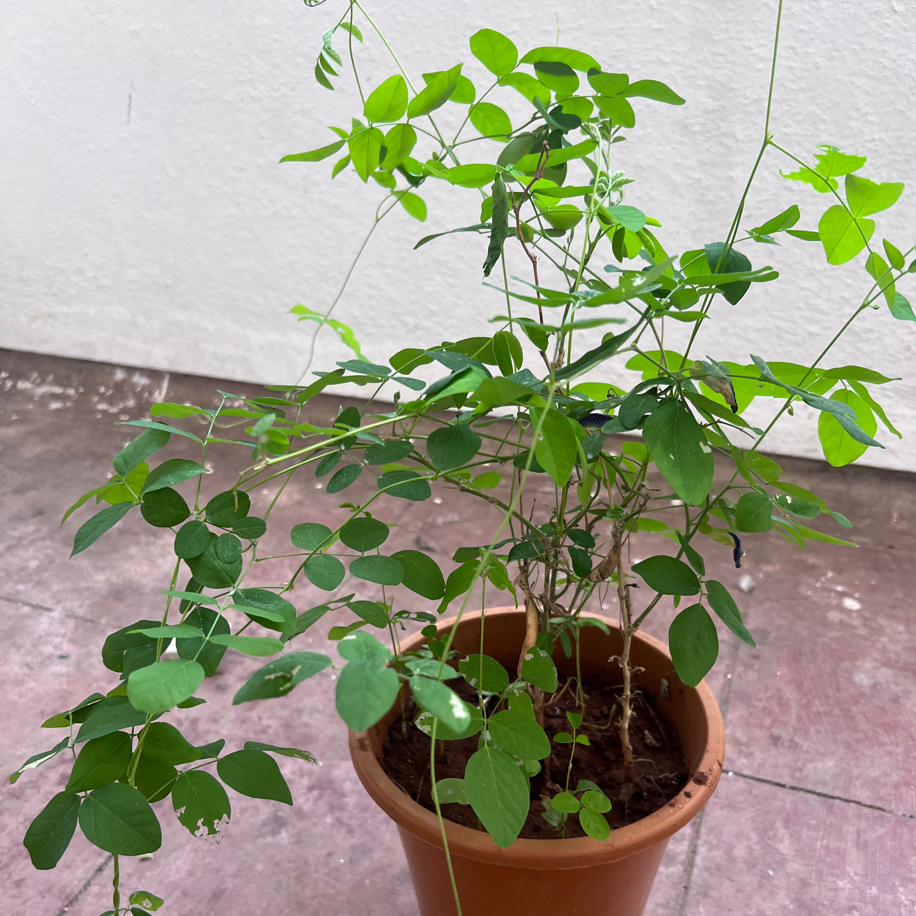 Potted Asian Pigeonwings plant with green leaves against a plain wall.
