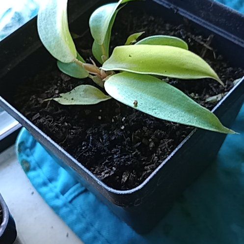 Photo of the plant species Philodendron 'Red King' by @blinkdog named Pax on Greg, the plant care app