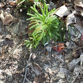 Photo of the plant species Dendrolycopodium dendroideum by @SoaringTeatree named Rosa on Greg, the plant care app