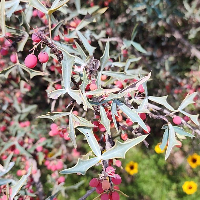 Photo of the plant species Mediterranean-Medlar by @ProperCornbind named Orwell on Greg, the plant care app