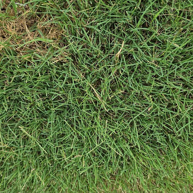Photo of the plant species Smooth Meadowgrass by @ProperCornbind named Madonna on Greg, the plant care app